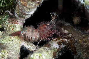 West Papua Prints: Marbled Shrimp (Saron marmoratus) adult