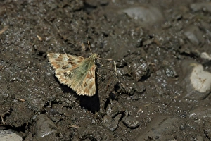 Drinking Prints: Marbled Skipper (Carcharodus lavatherae) adult