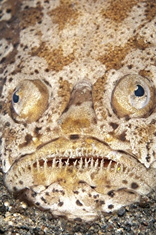 Marbled Stargazer (Uranoscopus bicinctus) adult, close-up of head, buried in black sand, Lembeh Straits, Sulawesi