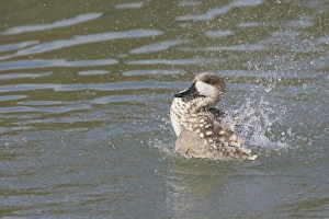Marbled Teal (Marmaronetta angustirostris) adult, bathing, splashing water, Arundel W. W. T. (captive)