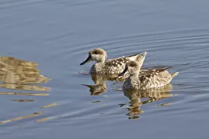 Marbled Teal (Marmaronetta angustirostris) adult pair, swimming, Albufera Reserve, Mallorca, Balearic Islands, Spain, may