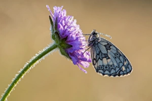 Grasslands Prints: Marbled White (Melanargia galathea) adult