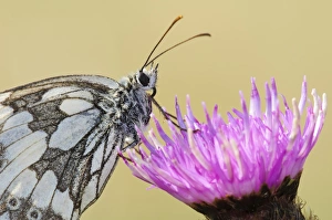 Whites Prints: Marbled White (Melanargia galathea) adult