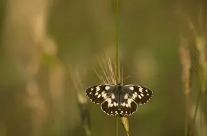 Southeastern Europe Prints: Marbled White (Melanargia galathea forma procida) adult, basking, Bulgaria, July