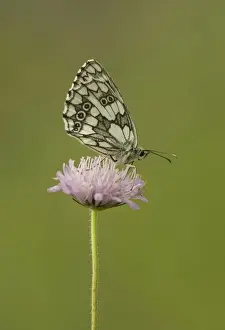 Marbled White (Melanargia galathea forma procida) adult, resting on flower, Bulgaria, July