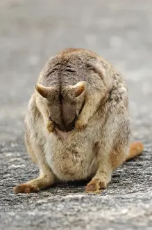 Australia Prints: Mareeba Rock Wallaby (Petrogale mareeba) mother washing joey in pouch