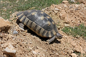 Tortoises Prints: Marginated Tortoise (Testudo marginata) adult