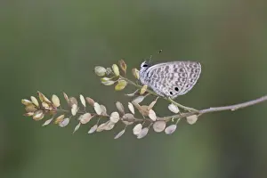 Blue Prints: Marine Blue or Striped Blue (Leptotes marina) is a butterfly of the Lycaenidae family