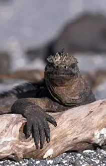 Vulnerable Prints: Marine Iguana (Amblyrhnichus cristatus) Mature male - Santa Cruz Is