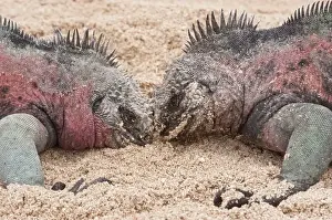 Aggression Prints: Marine Iguana (Amblyrhynchus cristatus mertensi) two adult males