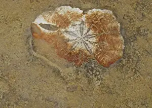 Erosion Prints: Marine invertebrate fossil, exposed in eroded coastal rock