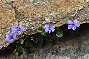 Violets Prints: Maritime Alps Pansy (Viola valderia) flowering