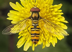 Hover Flies Prints: Marmalade Hoverfly (Episyrphus balteatus) adult, feeding on flower, Suffolk, England, july
