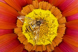 Marmalade Hoverfly (Episyrphus balteatus) adult, feeding on gazania flower, Essex, England, august