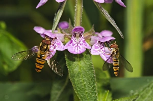 Fenlands Prints: Marmalade Hoverfly (Episyrphus balteatus) two adults