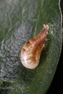 Pupa Prints: Marmalade Hoverfly (Episyrphus balteatus) pupa attached to leaf, Powys, Wales, july