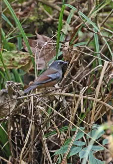 Maroon-backed Accentor (Prunella immaculata) adult, perched in undergrowth, Eaglenest Wildlife Sanctuary