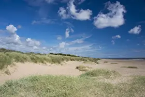 Marram Grass (Ammophila arenaria) growing on coastal sand dune habitat, Anderby Creek, Lincolnshire, England, June