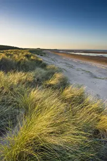 Sandy Prints: Marram Grass (Ammophila arenaria) growing in coastal sand dune habitat