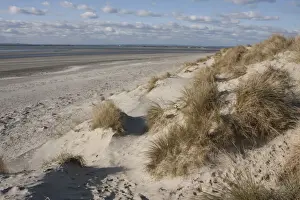 Marram Grass (Ammophila arenaria) growing on sand dune habitat beside sandy beach, West Witterings Nature Reserve