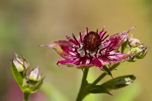 Rosaceae Prints: Marsh Cinquefoil (Potentilla palustris) close-up of flower