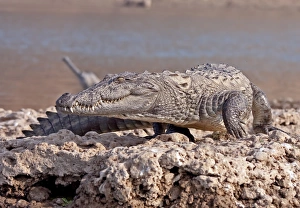 Rajasthan Prints: Marsh Crocodile (Crocodylus palustris) adult