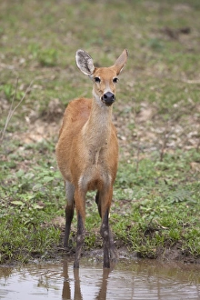 Waterholes Prints: Marsh Deer (Blastocerus dichotomus) adult female