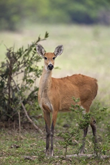 Marsh Deer (Blastocerus dichotomus) adult female, standing in savannah, Pantanal, Mato Grosso, Brazil