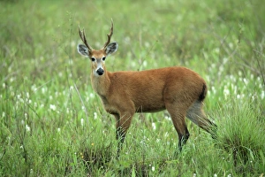 Mato Grosso Prints: Marsh Deer (Blastocerus dichotomus) adult male