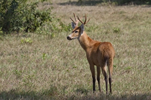 Marsh Deer (Blastocerus dichotomus) adult male, standing in savannah, Pantanal, Mato Grosso, Brazil