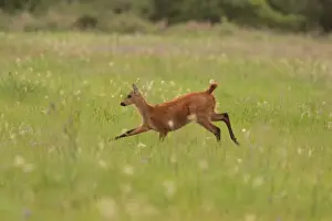 Running Prints: Marsh Deer (Blastocerus dichotomus) immature female
