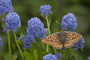 Nectar Prints: Marsh Fritillary (Euphydryas aurinia) adult