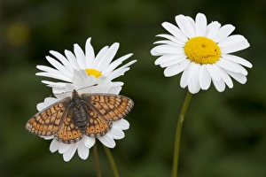 Marsh Fritillary (Euphydryas aurinia) adult, feeding on Ox-eye Daisy (Chrysanthemum leucanthemum) flowers, England, june