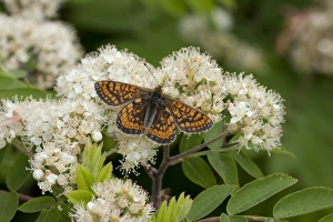 Marsh Fritillary (Euphydryas aurinia) adult, feeding on Rowan (Sorbus aucuparia) flowers, England, may