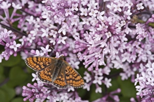 Marsh Fritillary (Euphydryas aurinia) adult, feeding on flowers in garden, England, may
