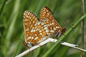 Mating Prints: Marsh Fritillary (Euphydryas aurinia) adult pair, mating, Pyrenees, Ariege, France, may