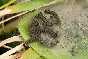 Protects Prints: Marsh Fritillary (Euphydryas aurinia) caterpillars
