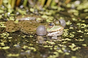 Inflate Prints: Marsh Frog (Pelophylax ridibundus) adult