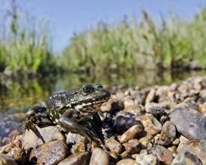 Marsh Frog (Pelophylax ridibundus) adult, sitting on shingle at edge of pool habitat, Dungeness, Kent, England, August