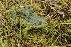 Marsh Frog (Pelophylax ridibundus) adult, sitting on bank of ditch, Rainham Marshes RSPB Reserve, Thames Estuary