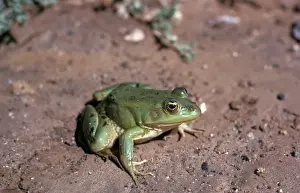 Frog Prints: Marsh Frog (Pelophylax ridibundus) is the largest frog native to Europe and belongs to the family of true frogs
