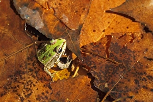 Marsh Frog (Rana ridibunda) adult, amongst fallen leaves in water, Bulgaria, september