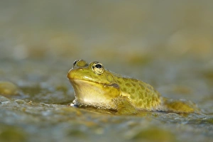 Marsh Frog (Rana ridibunda) adult, at surface of lake in evening sunshine, Bulgaria
