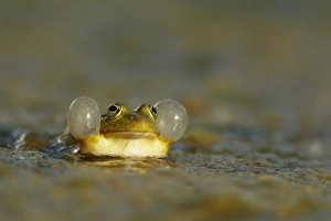 Marsh Frog (Rana ridibunda) adult, in full calling display with inflated vocal sacs, at surface of lake in evening sunshine, Bulgaria