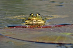 Marsh Frog (Rana ridibunda) adult, beside waterlily pad at surface of water, Tulcea, Danube Delta, Dobrogea, Romania, may