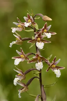 Marsh Helleborine (Epipactis palustris) close-up of flowerspike, Oxfordshire, England, July