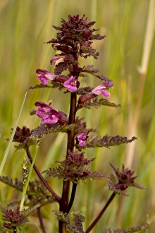Wildlife Trust Prints: Marsh Lousewort (Pedicularis palustris) flowering