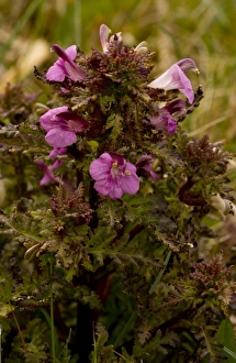 Marsh Lousewort (Pedicularis palustris) flowering, Market Weston Fen, Market Weston, Little Ouse Valley, Suffolk
