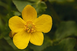 Marigold Prints: Marsh Marigold (Caltha palustris) close-up of flower, Powys, Wales, May