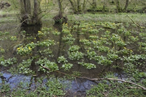 Flood Prints: Marsh Marigold (Caltha palustris) flowering